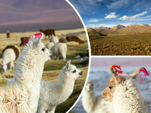 Collage Of Bolivia Images - Travel Background (my Photos)