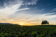 Sunset in Sonoma California wine country. Sun setting behind green grapevines in Sonoma Valley. Tree silhouette on the rolling hills. Blue and orange sky with wispy white clouds.