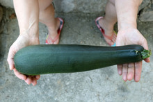 Hands Holding Huge Organic Zucchini From A Garden. Selective Focus, Top View.