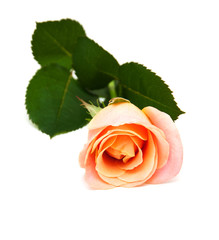 Wall Mural - Pink rose on a white background