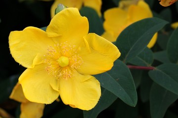 Wall Mural - St. John's wort - Hypericum