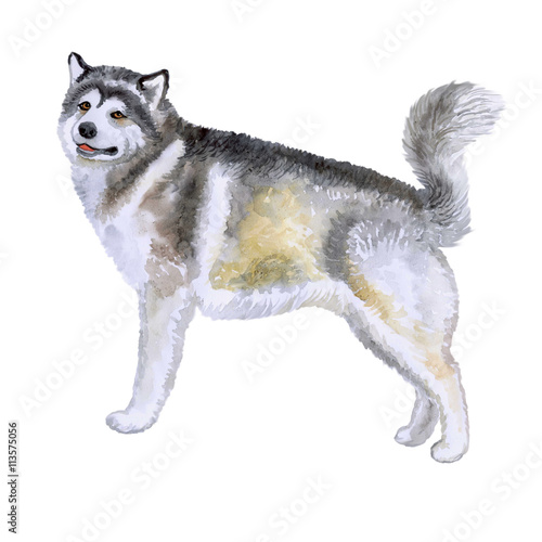 Watercolor Closeup Portrait Of Large Alaskan Malamute Breed Dog