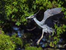 Yellow-crowned Night Heron In Flight With Stick 
