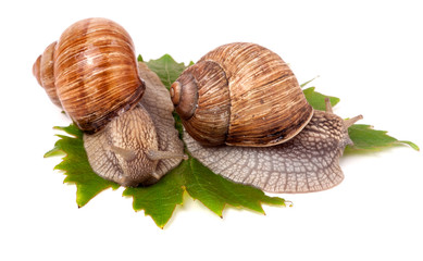 two snails crawling on the grape leaves white background