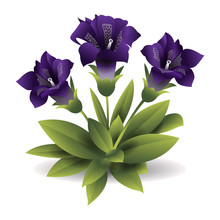Isolated Purple Flower Gloxinia. Vector Illustration