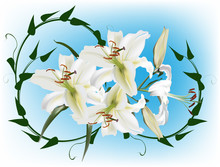 White Lily Flowers And Green Curl