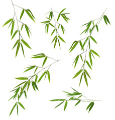 Canvas Print - five green bamboo branches isolated on white