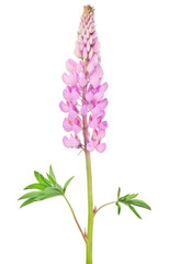 Poster - bright pink lupine flower isolated on white