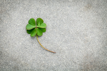 Clovers leaves on Stone Background.The symbolic of Four Leaf Clo