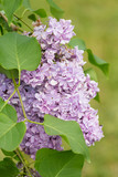 Fototapeta Paryż - branch of blossoming lilac close up