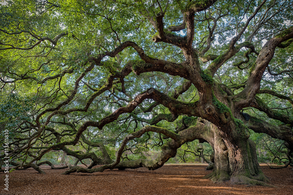 Large southern live oak (Quercus virginiana) near Charleston, South Carolina - obrazy, fototapety, plakaty 