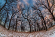 Forest of bare oak trees in the winter snow
