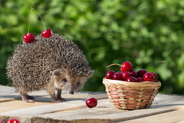 cute young hedgehog, Atelerix albiventris, stands near the wicker basket with sweet cherry on a background of green leaves. berries cherries on the spines of a hedgehog/ concept of harvest