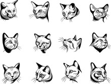 Cat, Portrait, Graphic Image, Black, Color Portraits Of Cats