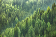 Leinwandbild Motiv Healthy green trees in a forest of old spruce, fir and pine