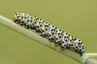 Caterpillar of Mullein moth on a stem