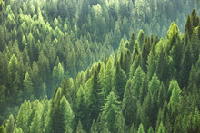 Healthy Green Trees In A Forest Of Old Spruce, Fir And Pine
