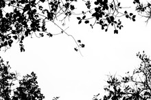 Tree Branch And Leaves Silhouette Against White Background.