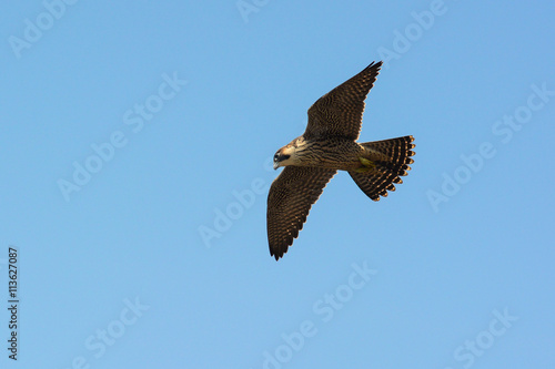 Falcone Pellegrino Falco Peregrinus Giovane In Volo