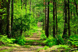 Fototapeta Las - Droga prowadzi przez zielony las 
