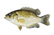 Rock Bass (Ambloplites Rupstris) isolated over a white backgroun