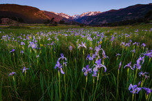 View Of Purple Flowers In Meadow With Snow Covered Mountains