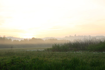 Canvas Print - Foggy morning in meadow