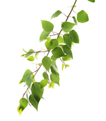 Poster - Branch of green leaves, isolated on white