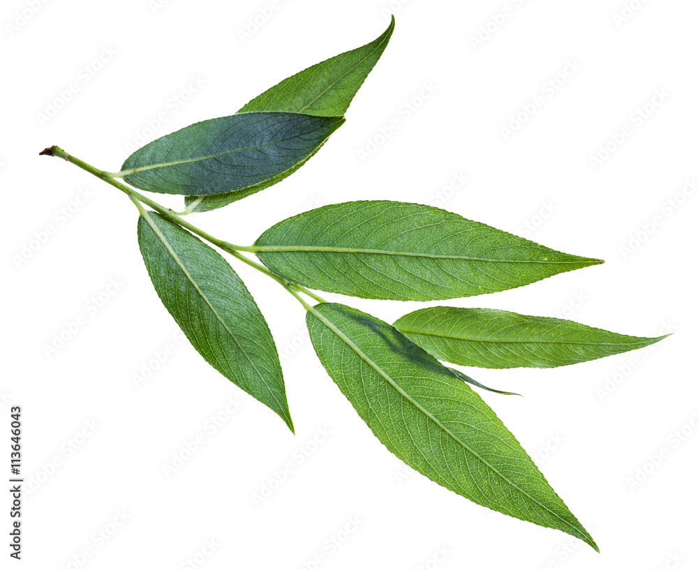 branch with green leaves (back side) of willow - obrazy, fototapety, plakaty 