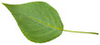 back side of green leaf of black poplar isolated