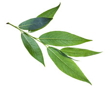Branch With Green Leaves (back Side) Of Willow