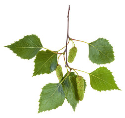 Wall Mural - branch of birch tree with green leaves and catkins