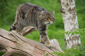 scottish wildcat (felis silvestris grampia)/scottish wildcat on large tree trunk