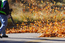 Outdoor Manual Worker Clean The Fallen Leaves On The Road By Blower In Autumn