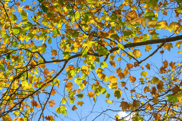 Colourful yellow autumn leaves against sky on the background. Fa