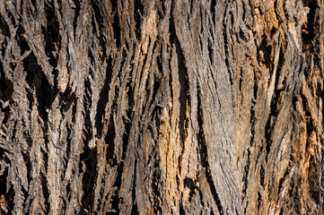 Close up of tree trunk texture