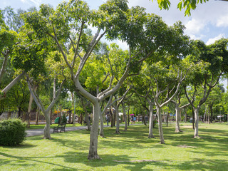 Wall Mural - trees in park