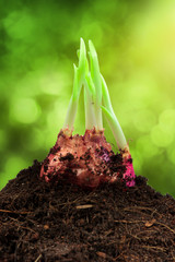 Canvas Print - Spring onions in soil,sunny trees background