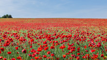 Landscape With Red Poppy Field And Blue Sky.