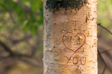 Symbol Of Love Engraved On A Tree