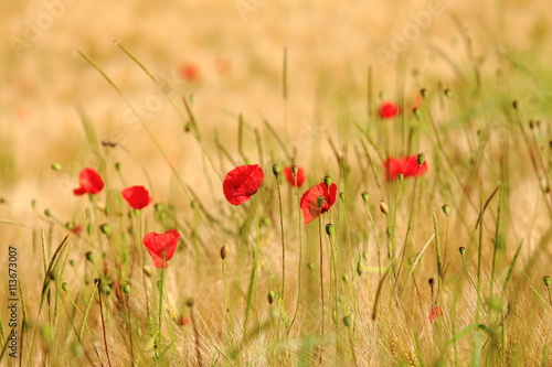 Champs De Coquelicots Coquelicots Dans Un Champs D Orge Stock Photo Adobe Stock Champs De Coquelicots Coquelicots Dans Un Champs D Orge Stock Photo Adobe Stock