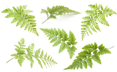 Wall Mural - beautiful collection fern  isolated