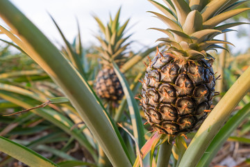 Pineapple Produce