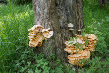 Wild Tree Fungus Growing On Wood, Mushrooms  Group Of Fungi Of The Division Basidiomycota. Healthy Wild Mushroom Wild Nature.