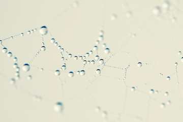 Wall Mural - spider web