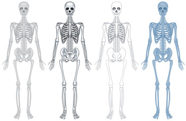 different diagram of human skeleton