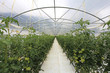  invernadero de tomates verdes madurando debajo del plástico 1467-f16