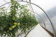  invernadero tomates verdes plástico 1359-f16