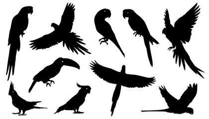 parrot silhouettes