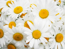 Beautiful Daisy Flowers Close Up
